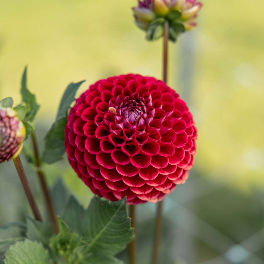 Dahlia 'Cornel'